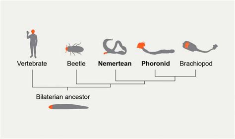worm timeline|Worm .